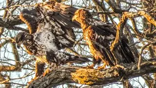 Bald Eagles on Fox River in Oswego this afternoon.