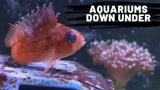 Fishtuber Down Under: Episode 5: Aquariums Down Under