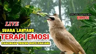 🔴TRUCUKAN GACOR ROPEL PANJANG | MASTERAN TRUCUKAN | PACINGAN AGAR BUNYI GACOR SEPANJANG HARI