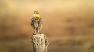 Western Meadowlark  - iPhone 6 Plus Phone Skope Example Digiscoping Footage | Swarovski ATX 95