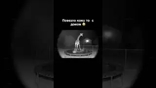 Хотели бы пожить в таком доме? #shorts #animals #viral