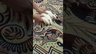 my pets albino rats