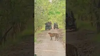 pilibhit tiger reserve chuka beach #pilibhit #trendingshorts #shots#viral #tiger #shotsvideo