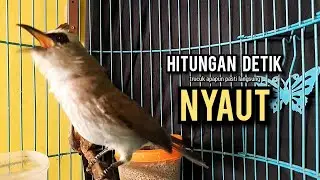 trucukan gacor ROPEL PANJANG buat pancingan trucukan agar bunyi JADIKAN burung trucuk gacor EMOSI