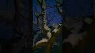 Snow and icicles fall from the tree.