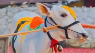 😱बघा सुंदर वासराची झलक🔥 #बैलगाडा_शर्यत_महाराष्ट्र #बैलपोळा #bendur #khillar #शर्यत #bailgadasharyat