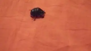 Copris Hispanus escarabajo
