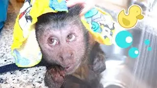 Monkey LOVES Bath Time!