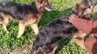 German shapherd. . .  Laxi and Lax video