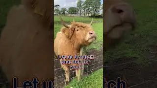 Are you a Cunningham?