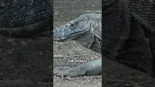 Komodo Dragons: How They Mate, Reproduce & Protect Their Eggs | Kritter Pals