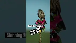 You Won&rsquo;t Believe What I Saw on My Daily Nature Walk 🐦📸