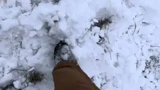 Bull mob is harvesting winter stockpile under the snow during frigid weather.