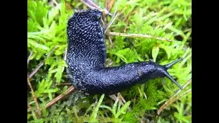 Schwarzer Schnegel (Limax cinereoniger). Ash-black slug. Ein Video von KLAUS TAUX