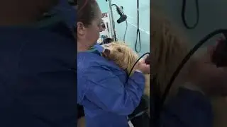 30 Dogs Trapped In Hoarding Nightmare: Finally Free From Confinement But Not From The Consequences
