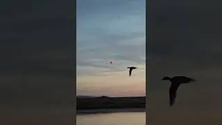 TIR d&rsquo;une SARCELLE &agrave; la SHOTKAM 🦆 #chasse #hunting