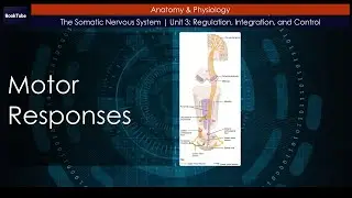 Motor Responses | The Somatic Nervous System | Unit 3: Regulation, Integration, and Control