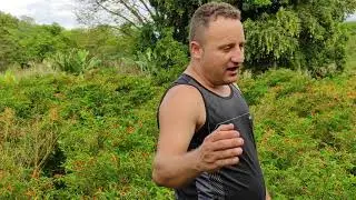Plantio de pimenta malagueta recuperando e produzindo novamente!