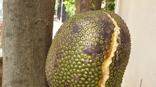 Jackfruit breaking #usa #tropicalfruit #fruitsworld #fruitcutting #fruit #fruitnation