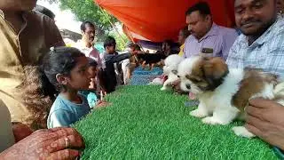 cheapest pet market in kolkata| kolkata pet market| Galiff Street pet market| biggest dog market