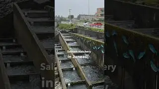 Millions of salmon swim up this fish ladder every year | Juneau, Alaska