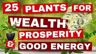 25 Feng Shui Plants That Attract WEALTH, Prosperity, and Good Energy!