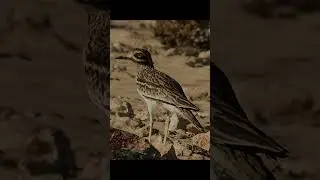 Eurasian Stone Curlew | Species Fact Card