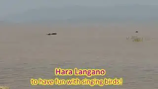 Hara Langano - to have fun with singing birds! #shorts