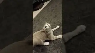 cute solo cat #cat #cutecat #cutepet