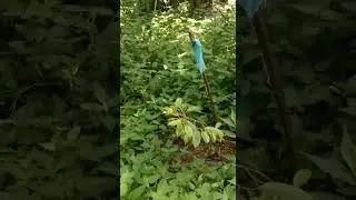 Grafting tayu para madali mamunga area 1 