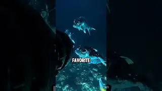 dangerous #animals