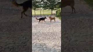 German shepherd met golden retriever || friendly german shepherd || dog videos || golden retriever