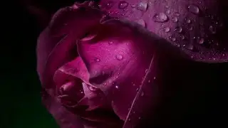 ЖЕЛАЮ УСПЕХА! I WISH YOU SUCCESS! #пожелания #flowers