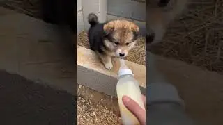 Oh how dare you show your teeth The little monster strikes back #funny #shorts #viral