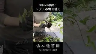 ヘデラの寄せ植え♪ #shorts
