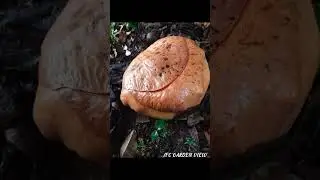 Rafflesia Flower Growth From Small To Blooming , From 1 Month To 9 Or 10 Month Old 🏵️ #rafflesia