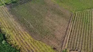A Bird's Eye View of Lush Plantations