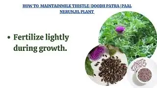 The Milk Thistle | Doodh Patra | Paal Nerunjil Plant from Seeds  Start Your Herbal Garden Today!