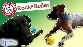Puppies Review the Arm & Hammer Rock N' Roller Chew Toys for Dogs from Fetch for Pets!