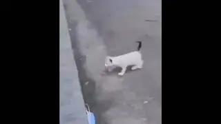 bonk
