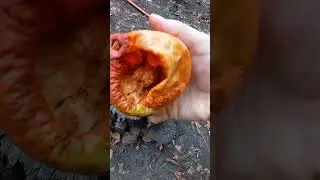 Шершни в саду