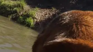 Lennox der Labrador in Aktion
