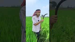 Finish My All Rice