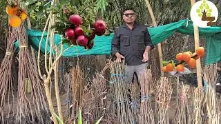 2026 Hot Climate Fruit Plant Apple ,peach ,plum ,persimmon, apricot ,nectarine  ,akhrot ,walnut