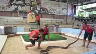 Python Wrestling Thailand