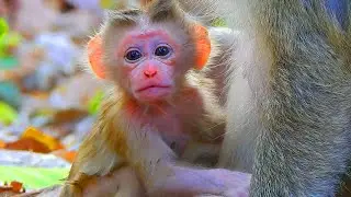 How cute newly pigtail newborn is surprising when seeing his biological father is walking around him
