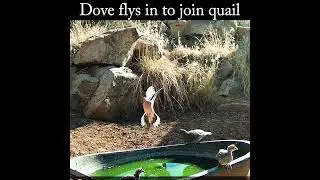 Dove flys in to join quail #dove #quail #highdesertwildlife