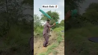 Black Owls Hunting 🦉#villagelife #humor #owls