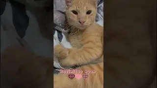 Tukang pijat oyen😹