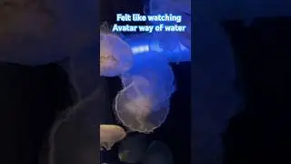 Felt like watching Avatar way of water | Jellyfish | Seattle Aquarium #shorts #youtubeshortsfeed